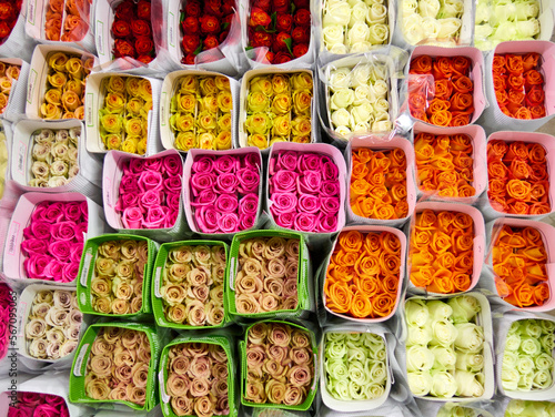 Roses in a special cold room with air conditioning. Refrigerator for flowers