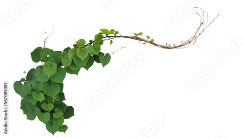 Heart-shape green leaves jungle vine plant bush with twisted vines and tendrils of Obscure morning glory  Ipomoea obscura  climbing vine tropical plant.