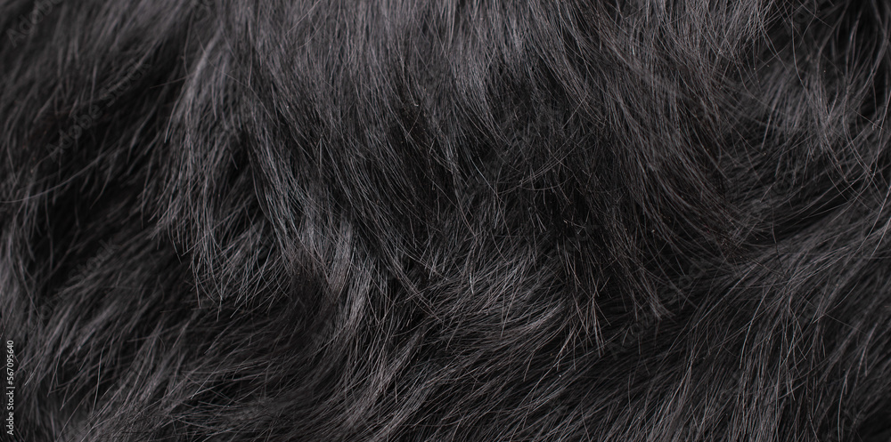 Naklejka premium black dog fur with visible texture. background
