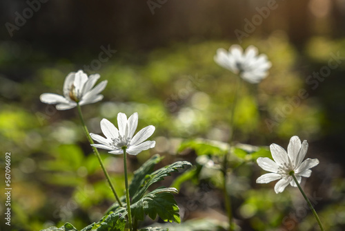 Anemone flowers in the spring forest