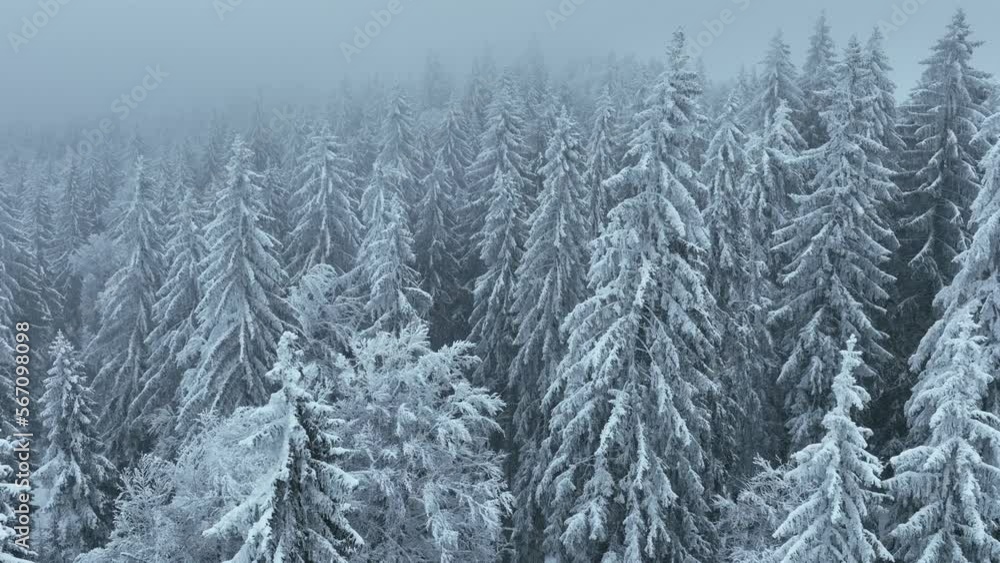 Aerial top view drone shot of the pine and spruce trees forest covered with snow in the Tatra Mountains in Slovakia. Beauty in nature and ecology concept image. Aerial top view drone shot of the pine and spruce trees forest covered with snow in the Tatra Mountains in Slovakia. Beauty in nature and ecology concept image.