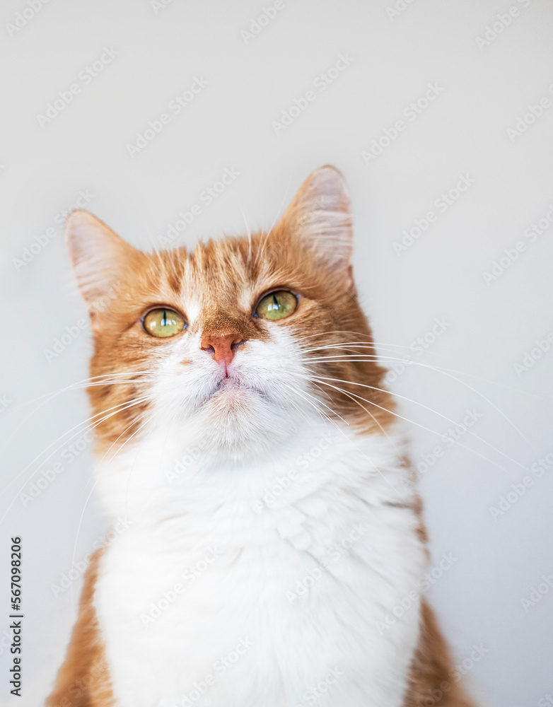 Cute house red cat posing on light background at home, national cats day, domestic pet