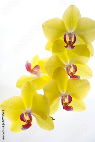  gelbe Orchidee 