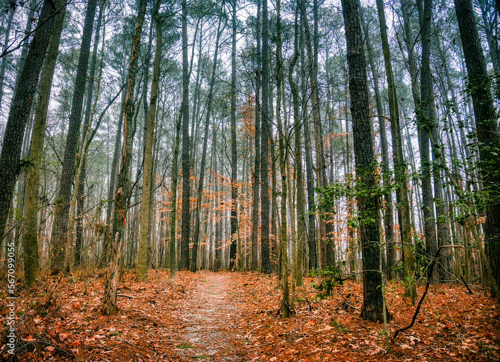 A cold autumn forest trail at Lake Benson Park in Garner, North Carolina in HDR. - obrazy, fototapety, plakaty 