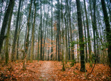 A cold autumn forest trail at Lake Benson Park in Garner, North Carolina in HDR.