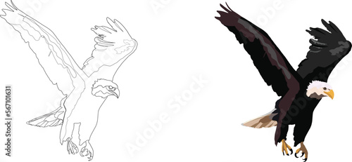 bird of prey in flight eagle-
