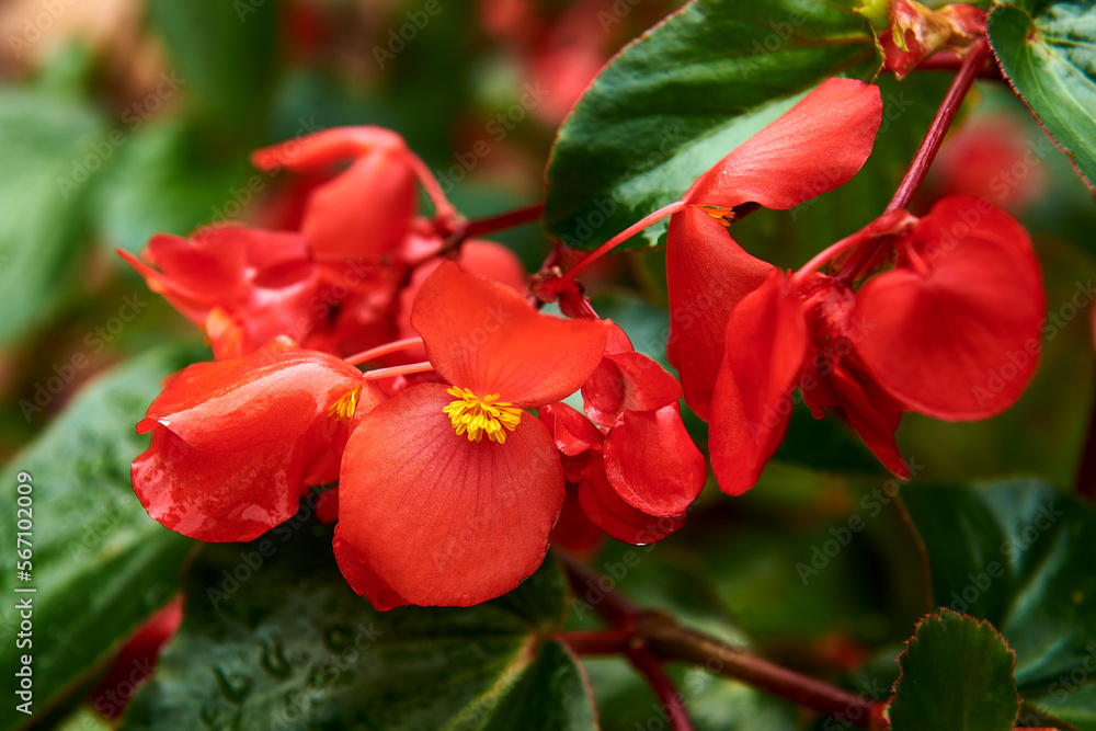 Begonia flower group on a rainy day Begonia flower group on a rainy day