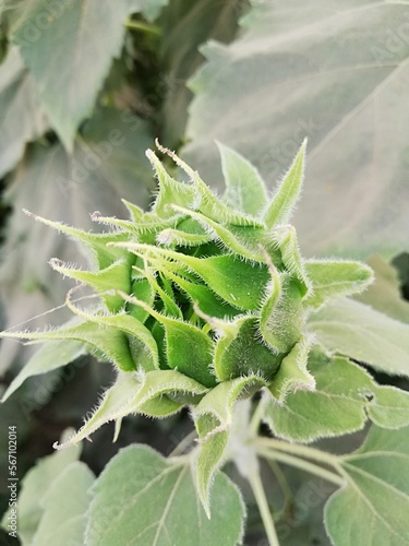 close up of leaves