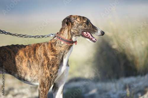 Greyhound ready to hunt