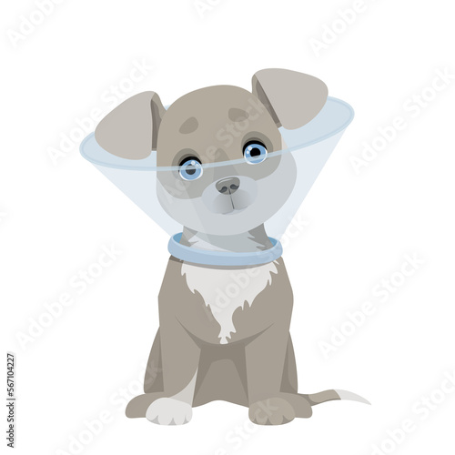 Fototapeta Naklejka Na Ścianę i Meble -  Gray puppy in a protective veterinary collar
