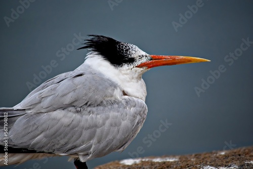 Royal Tern