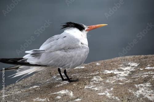 Royal Tern