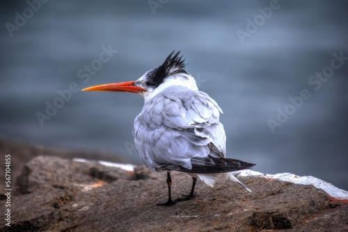 Royal Tern
