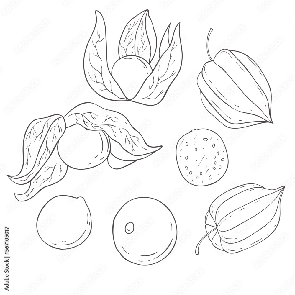 Line Art Physalis Plant. Vector Illustration on white Background. Line Art Physalis Plant. Vector Illustration on white Background.