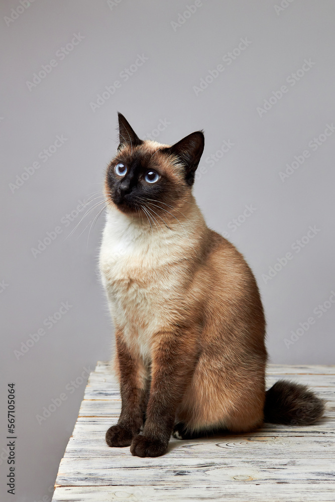 Cat of Breed Mekong Bobtail without tail on white woden table against grey background