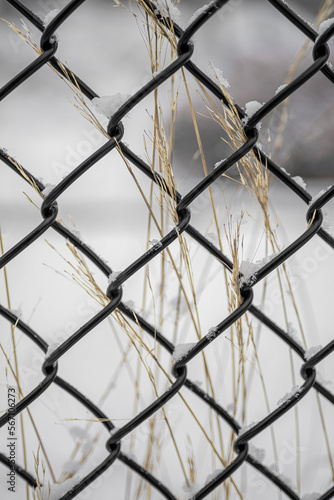Metal Fence and Grasses in Winter