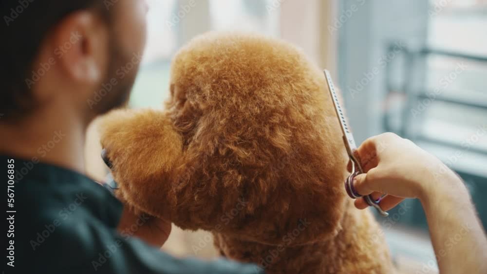 The master cuts the head of a large dog with scissors. The master cuts the head of a large dog with scissors.