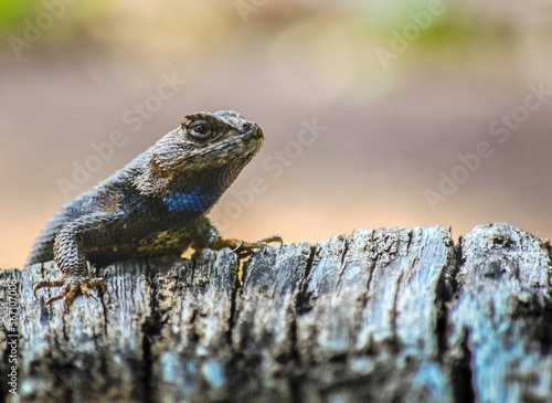 Eastern Fence Lizard
