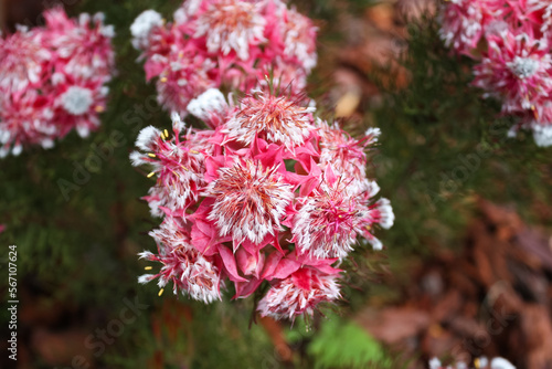 Foto Close up of pink Serruria flowers in the garden