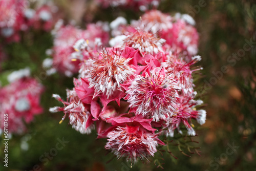 Schilderij op canvas Close up of pink Serruria flowers in the garden