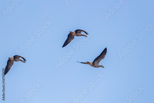 Three bar headed goose in flight in blue sky