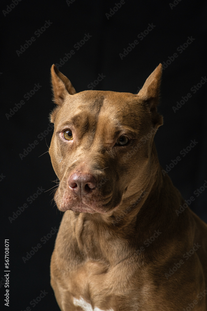 Portrait of a beautiful thoroughbred American Pit Bull Terrier in the studio, close-up.