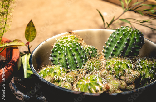 Cactus in metal pot in garden under sunlight with copy space