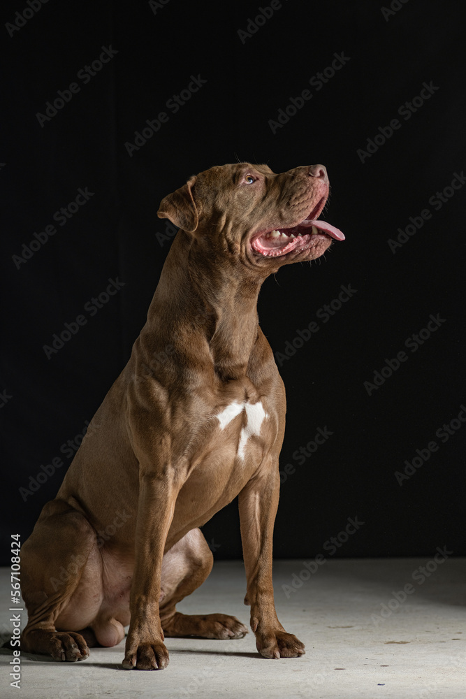 Fototapeta premium Portrait of a beautiful thoroughbred American Pit Bull Terrier in the studio, close-up.