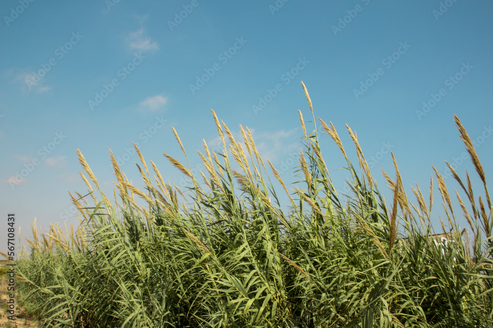 Obraz premium Giant canes with the blue sky on the background.