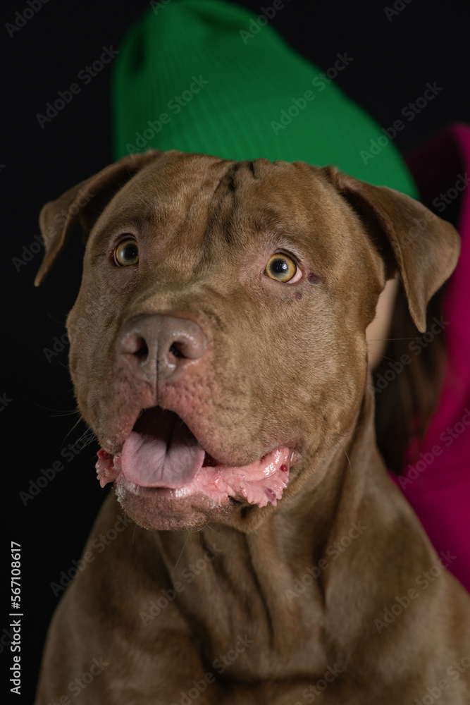 Fototapeta premium Portrait of a beautiful thoroughbred American Pit Bull Terrier in the studio, close-up.