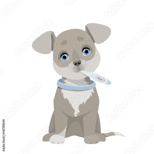 Gray dog with a thermometer in his mouth