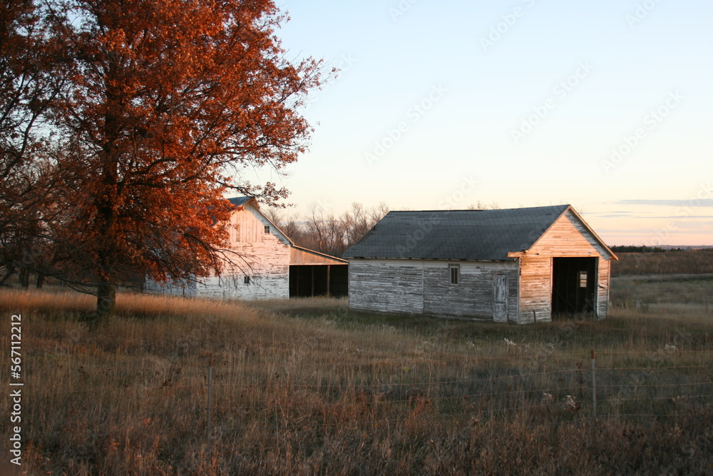 Small white Barn with fall colored oak tree in the foreground Small white Barn with fall colored oak tree in the foreground