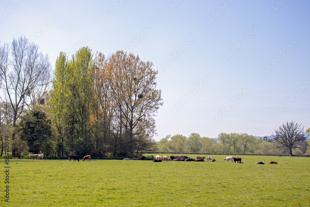 Fototapeta premium cows on a meadow