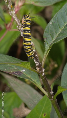 Monarch caterpillar on a milkweed plant in the Intag Valley, outside of Apuela, Ecuador