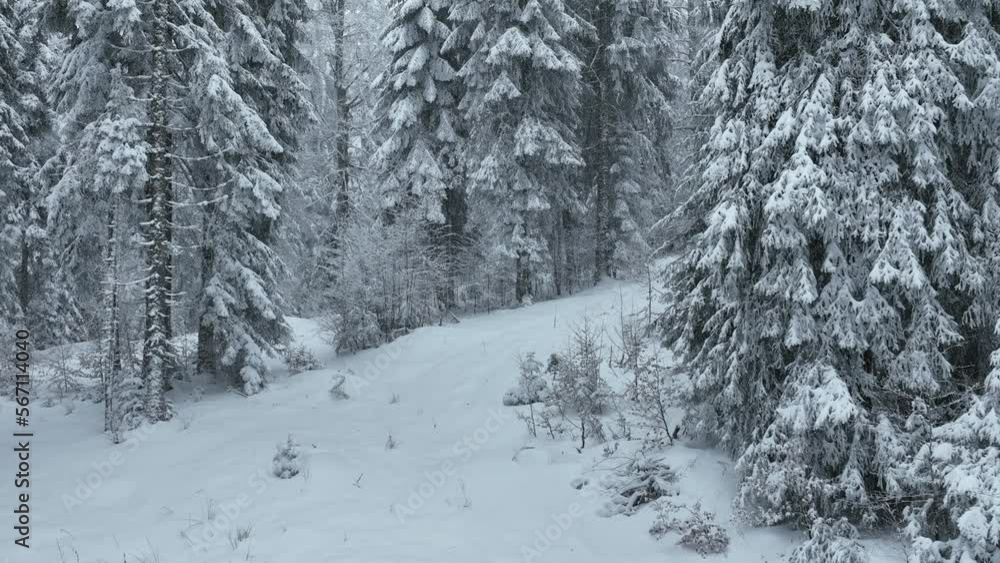 Aerial top view drone shot of the pine and spruce trees forest covered with snow in the Tatra Mountains in Slovakia. Beauty in nature and ecology concept image. Aerial top view drone shot of the pine and spruce trees forest covered with snow in the Tatra Mountains in Slovakia. Beauty in nature and ecology concept image.