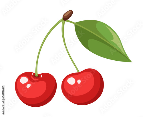 Vector cherry isolated on white background