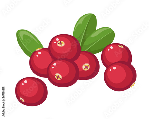 Vector cranberry isolated on white background