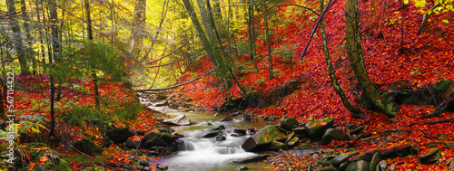 Obraz na plátně stunning morning view in the forest, colorful nature scenery