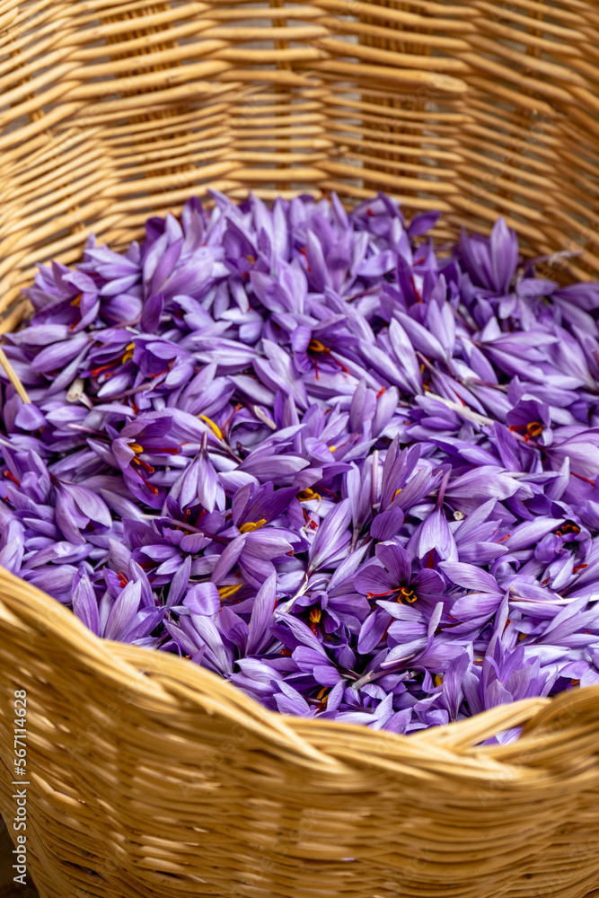 Manual processing of saffron, a cooking spice. Manual processing of saffron, a cooking spice.