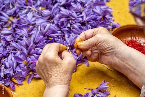 Manual processing of saffron, a cooking spice.