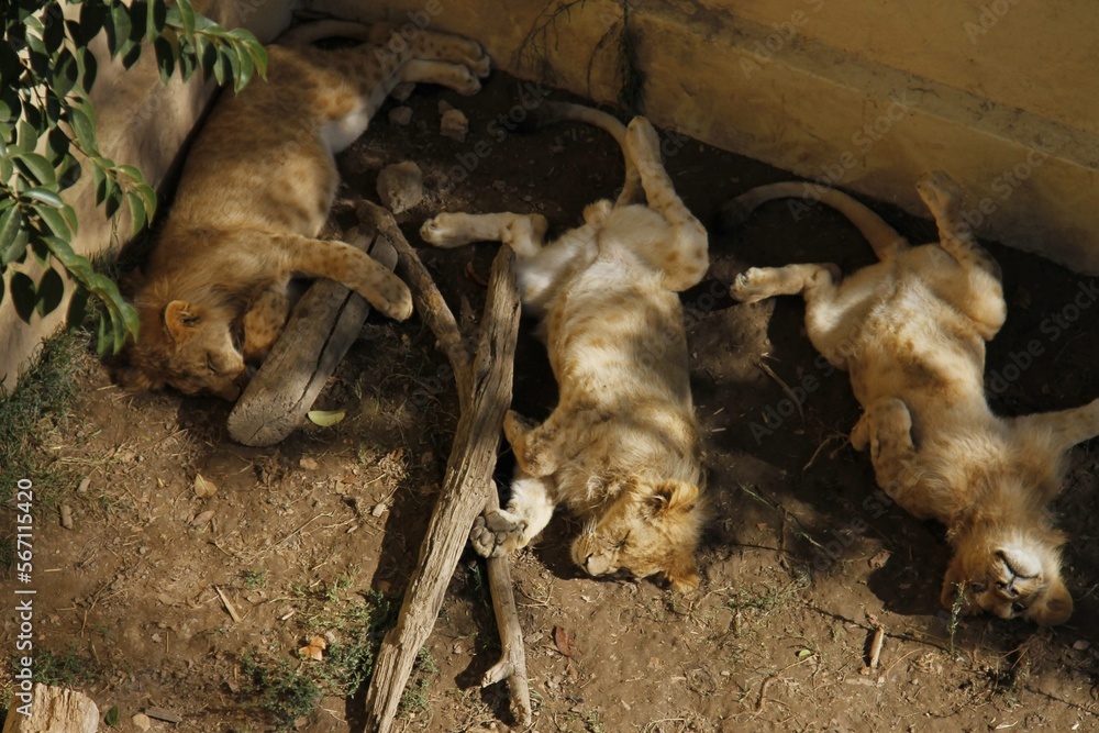 Fototapeta premium Tigres bebes a dormir 