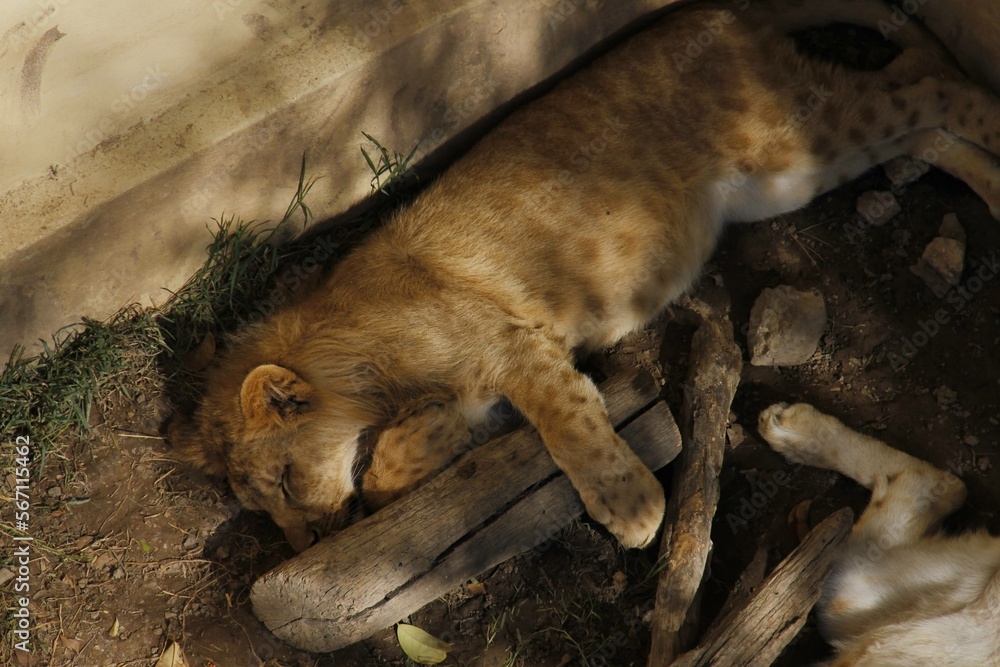 Naklejka premium tigre bebe a dormir