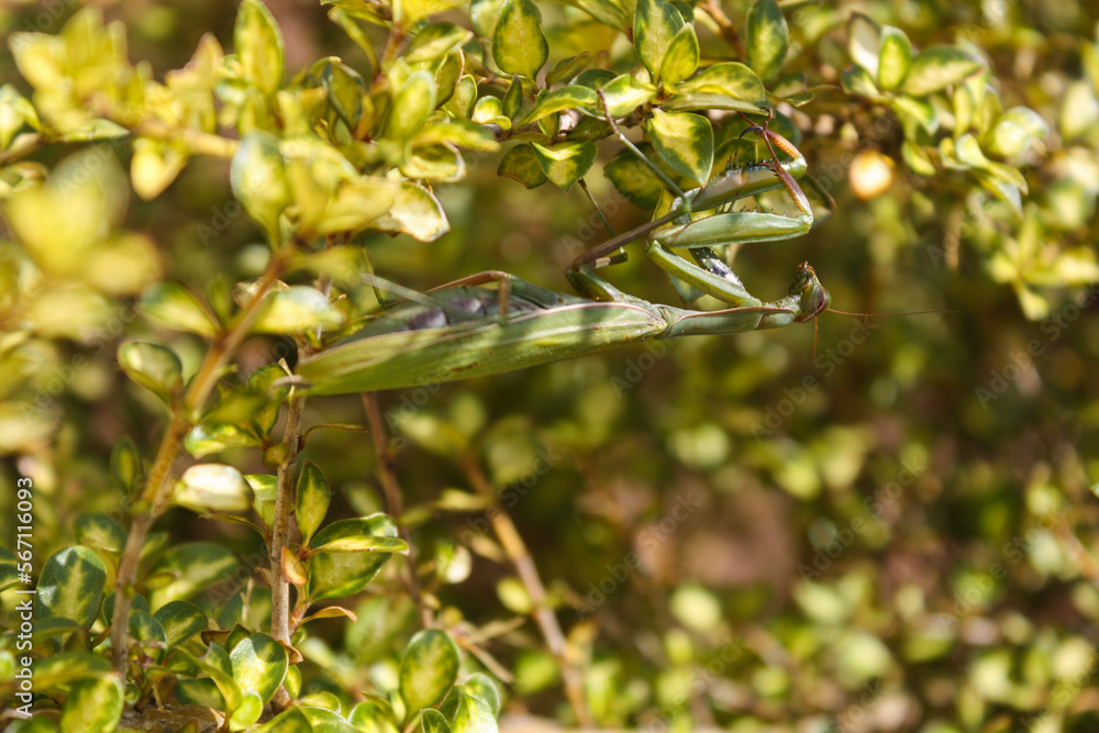Green praying mantis on bush branch, Portugal Green praying mantis on bush branch, Portugal