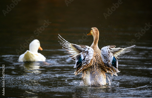 A brown duck flapping its wings and a white duck swimming away. Ducks on one of the Keston Ponds in Keston, Kent, UK. photo