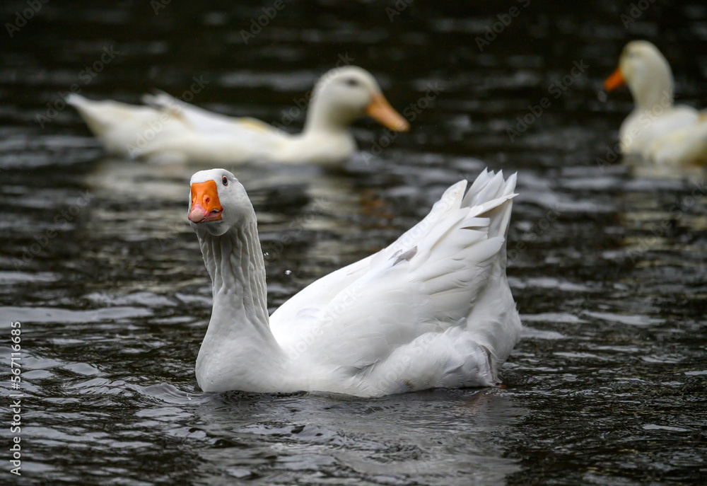 A white goose with orange beak swimming on a lake with two white ducks behind. A goose on one of the Keston Ponds in Keston, Kent, UK.