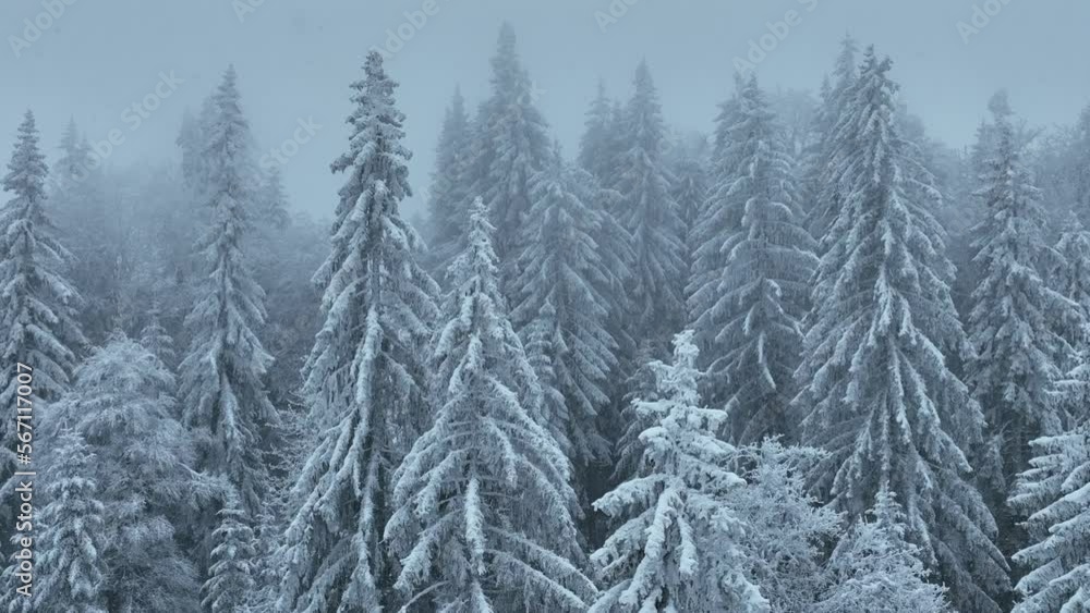 Aerial top view drone shot of the pine and spruce trees forest covered with snow in the Tatra Mountains in Slovakia. Beauty in nature and ecology concept image. Aerial top view drone shot of the pine and spruce trees forest covered with snow in the Tatra Mountains in Slovakia. Beauty in nature and ecology concept image.