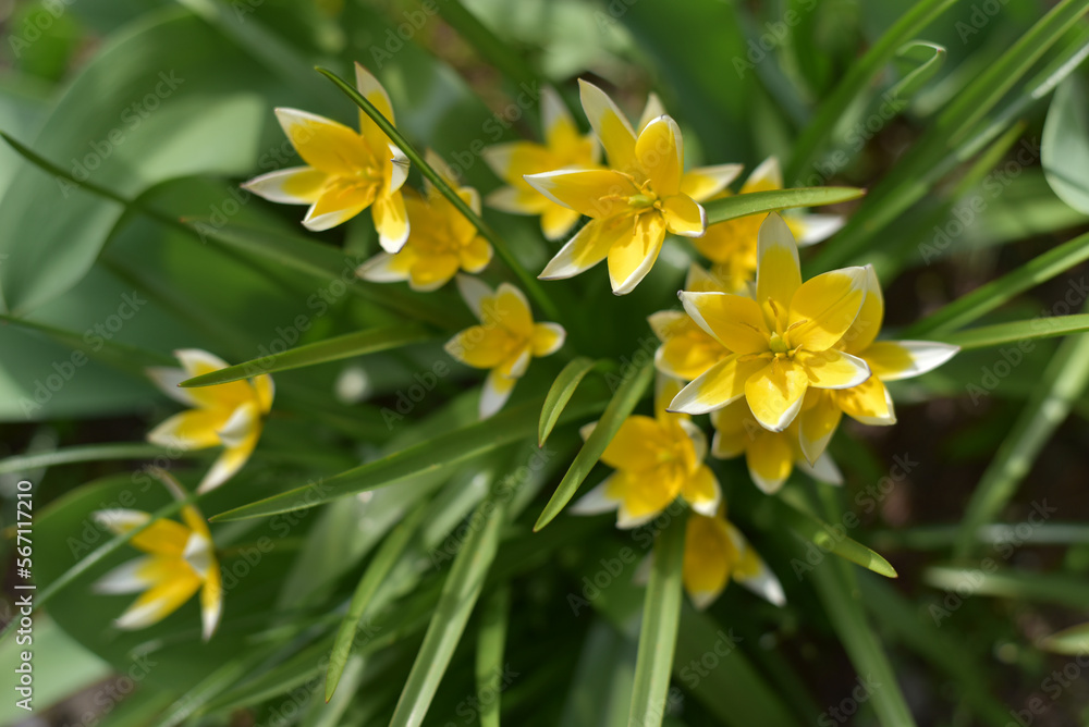 Fototapeta premium Beautiful yellow flowers in the garden