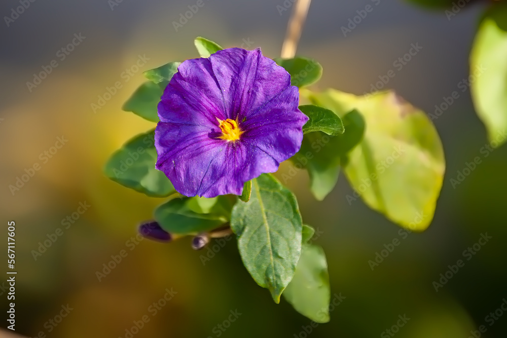 Small Purple Flower on an early Spring Day 1 Small Purple Flower on an early Spring Day 1