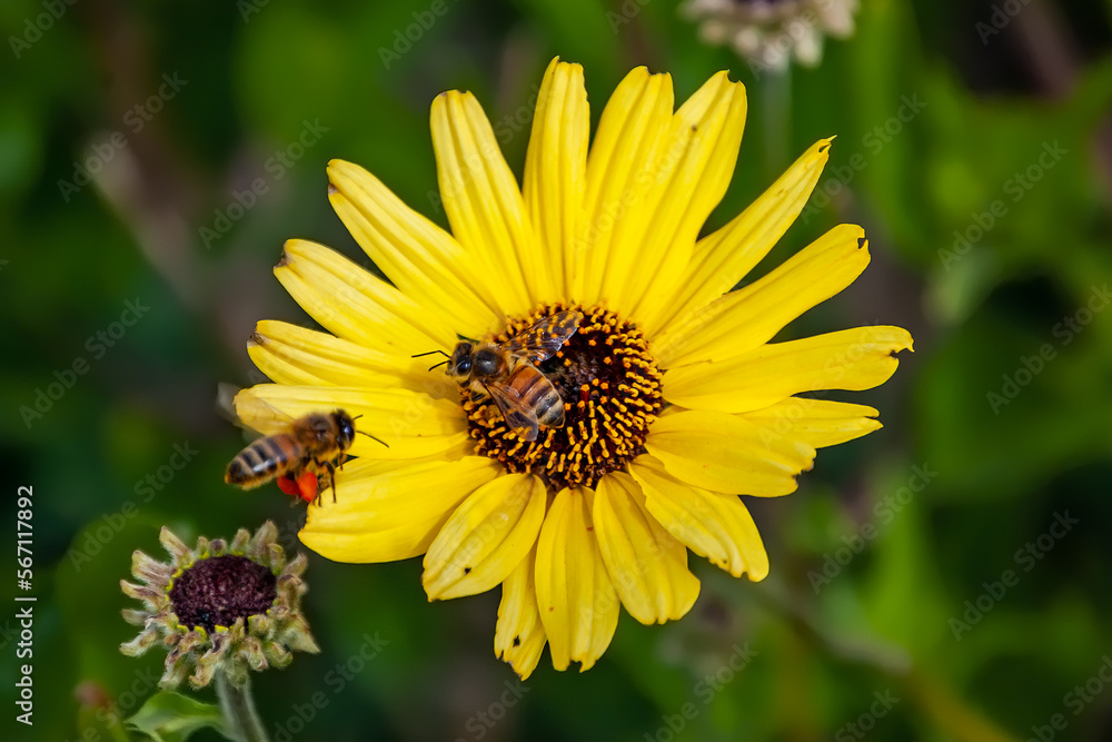Two Bees Enjoying Yellow Sunflower on an early Spring Day Two Bees Enjoying Yellow Sunflower on an early Spring Day