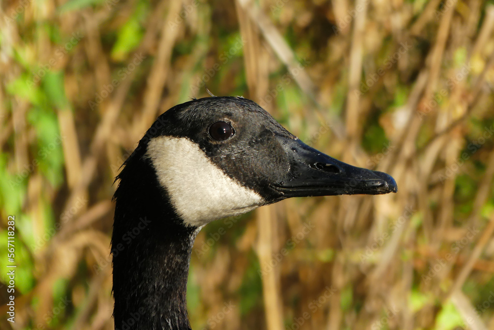 Close-up of a Canada goose. A black goose of the Anatidae family. Close-up of a Canada goose. A black goose of the Anatidae family.